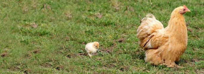 Buff Pekin hen & chick