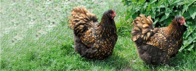 Grower gold laced pair