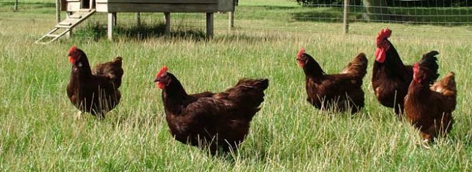 Rhode Island red group