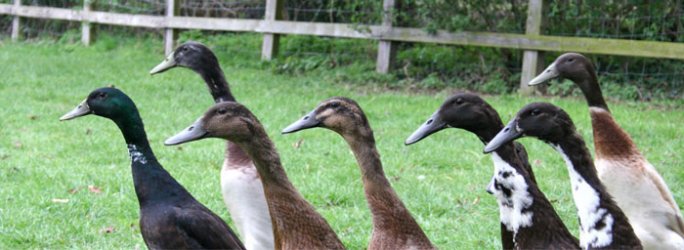 Indian Runner duck