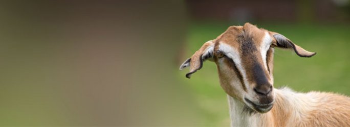 Pygmy goat