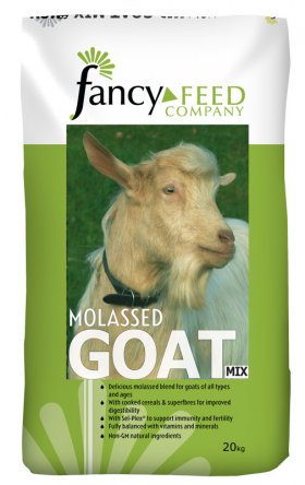 Molassed Goat