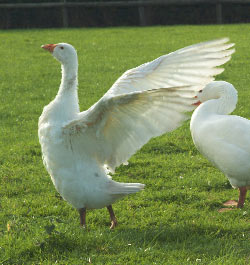 Goose wings spread circle