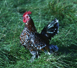 Barbu cock circle