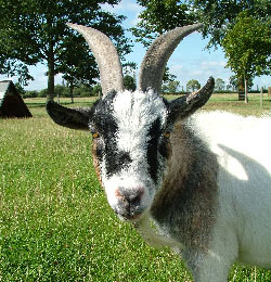 Goat with horns head circle