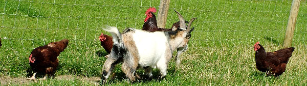 Goats and chickens