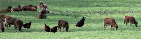 Countryside scene