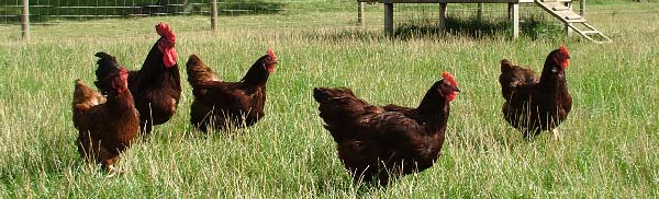 Brown chickens & hut in grass