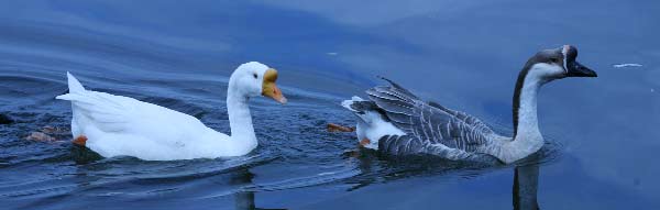 Ducks swimming