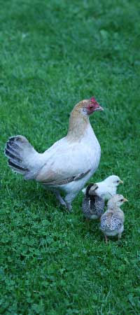 Hen & chicks on grass