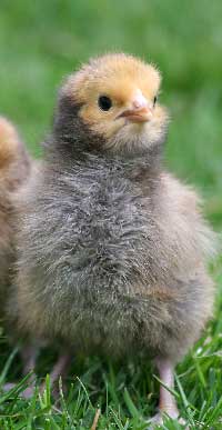 Chick pic