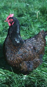 Brown laced hen