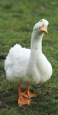 Aylesbury duck background