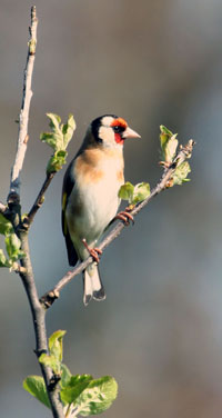 Goldfinch