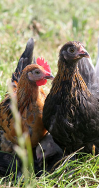 Grower chicks