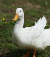 Aylesbury Duck wing spanned