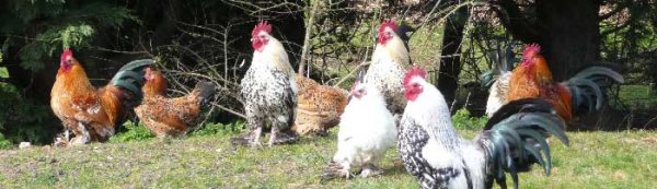 Chickens